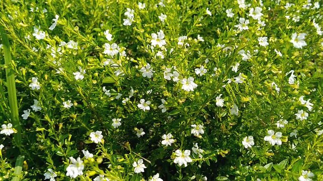 Close up of beautiful false heather Cuphea hyssopifolia blossoms under natural morning sunlight