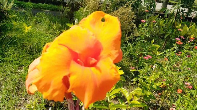 Bright red Canna indica flowers blooming with large green leaves in tropical garden