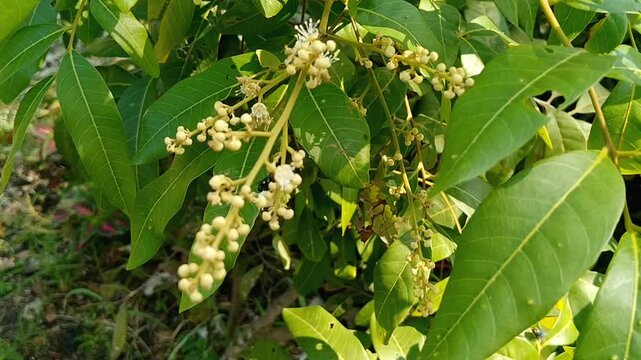 Small Dimocarpus longan flowers blooming in large clusters on tree branch