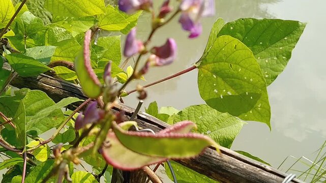 Harvested green Lablab purpureus pods for healthy food commercial