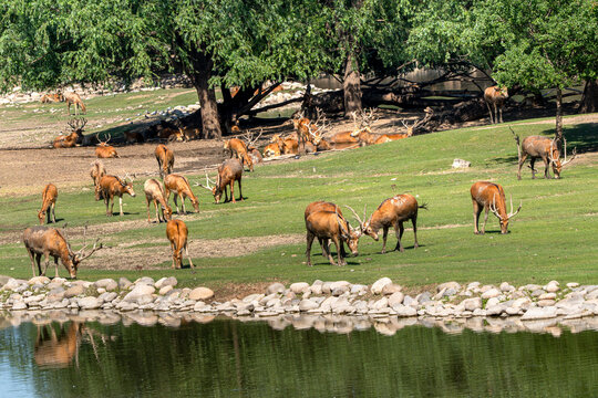 Wetland deer reflected in the water, outdoor natural scenery