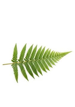 Vibrant green fern frond isolated on a pure white background for botanical design projects