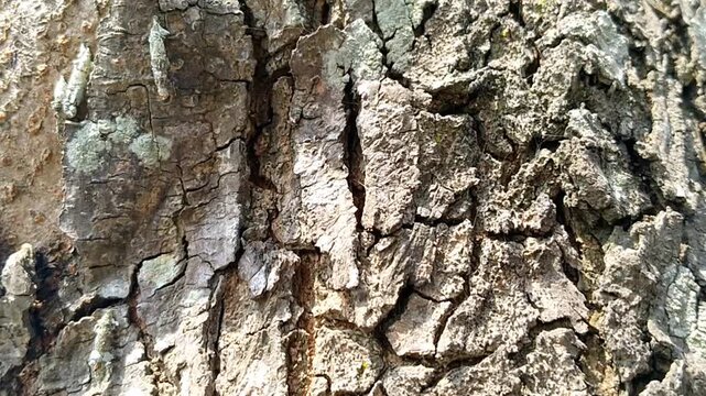 Natural brown rough tree wood texture background in the forest