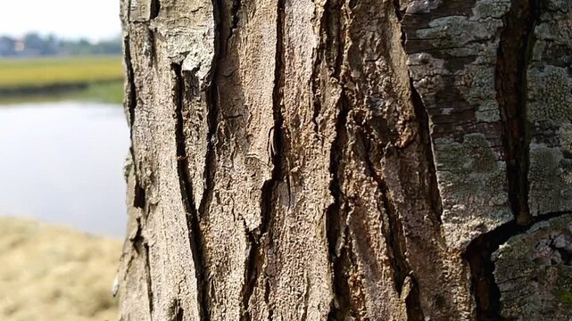 Macro photography of aged rough tree bark for abstract pattern