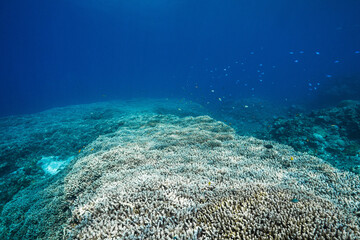 Fototapeta premium Underwater Coral Garden in a Tropical Sea