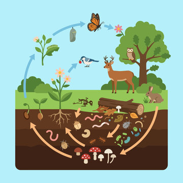 A colorful diagram showing the natural cycle of forest life