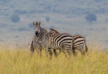 Fototapeta premium Herd of Plains Zebra in Masai Mara National Park in East Africa Kenya KEN