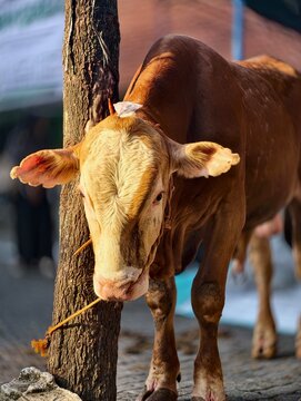 Brown Simmental Cow Tied to a Wooden Post at Traditional Livestock Market