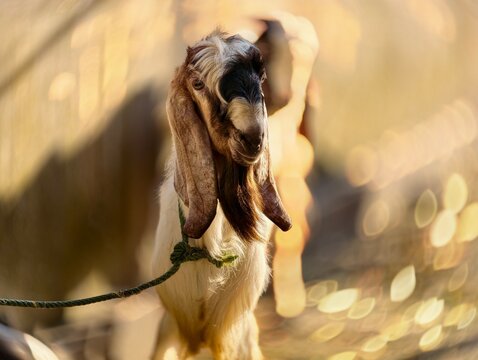 Cinematic Portrait of an Etawa Goat with Long Ears in Golden Hour Light