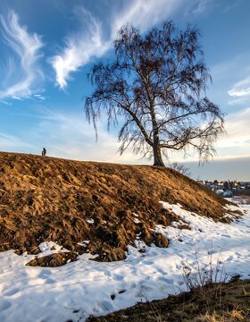 barren tree on snowy hilltop landscape.