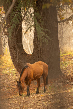 Caballos en paisaje de oto&ntilde;o