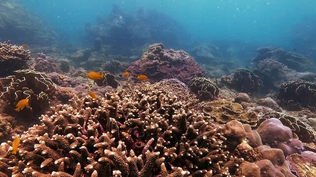 Observe the stunning underwater world of Similan Islands, Thailand. Witness colorful corals, diverse marine life, and tropical fish swimming around the vibrant reef