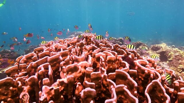 Schools of sergeant major fish swim around a dense coral reef at Similan Islands Thailand. Clear blue ocean water is illuminated by bright sunlight