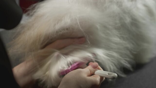 Grooming, beauty salon for animals. The Master Groomist is combing the Shih Tzu Dog. Professional comb for pets. Combs fur and wool. Caring for the little puppy on the table. Dries fur. Slow motion