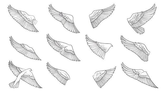 Various bird wings are flying in different directions illustrated