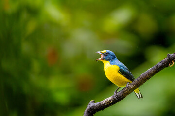 Fototapeta premium Male Yellow-throated Euphonia (Euphonia hirundinacea) calling with open beak in the rain, Costa Rica.