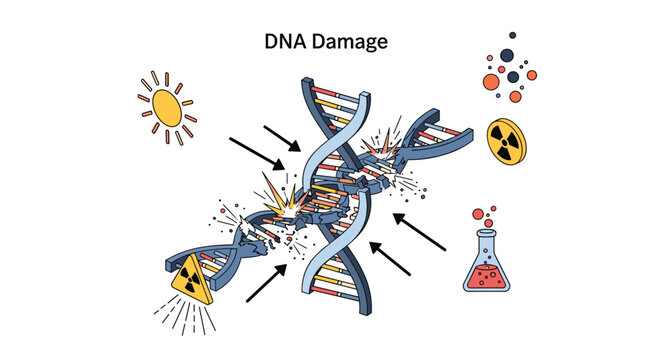 Scientific diagram illustrates DNA damage caused by external factors like sunlight, radiation, and hazardous chemical exposure.