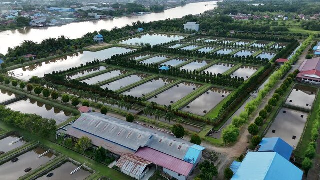 An aerial view showing the vast, well-organized fish ponds used for arowana farming in West Kalimantan, Indonesia. 