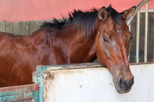 beautiful brown bay horse with a black mane stands inside its stable box peering over the stall partition.