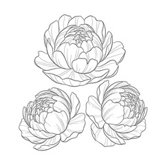 Obraz premium Detailed line drawing of three flowers.
