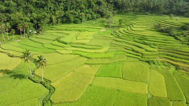 Scenic drone footage of vast agricultural rice terraces in the Philippines, 4K.