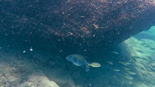 Spotted fish gracefully navigates through clear waters around large rocks and a school of fish at Similan Islands, Thailand