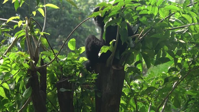 Candid wildlife footage of a black monkey actively climbing and foraging among bright green leafy branches in a sunlit tropical garden, with lush bokeh forest background.

