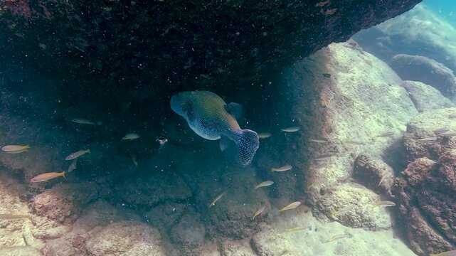 A spotted pufferfish navigates rocky underwater terrain alongside a school of small fish. Enjoy this marine life moment in Similan Islands Thailand