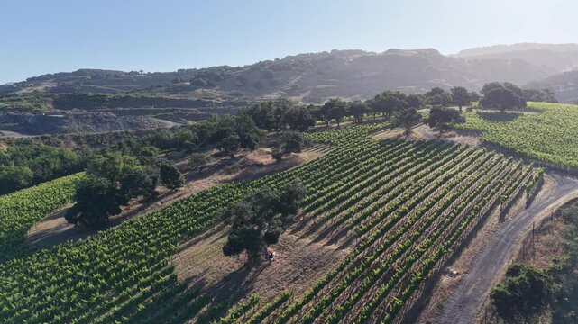 Carneros, Napa Valley, California, vineyard, aerial, drone, orbit, reverse orbit, wine country, grapevines, rolling hills, morning light, oak woodland, California oak, agriculture, Carneros AVA, Mayac