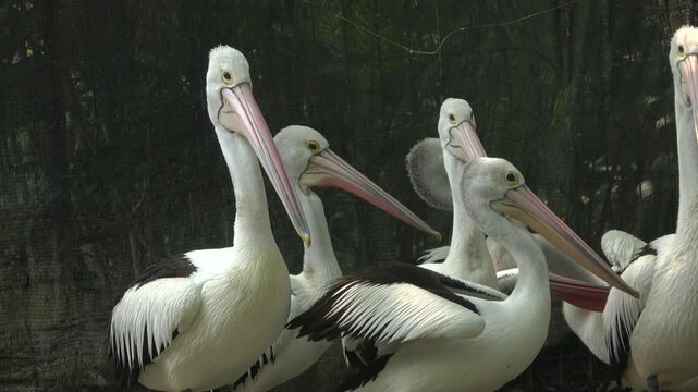 Close-up footage of a flock of Australian pelicans resting and gently moving in a captive enclosure, clearly showing their black-and-white plumage, long pink bills, and expressive yellow eyes.