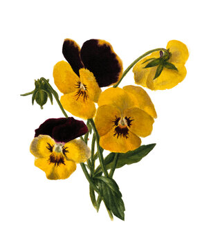 Yellow Pansies