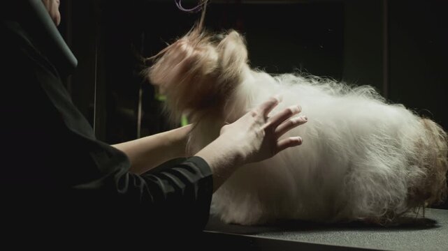 Shih Tzu dog shakes body and coat. Shaking off water at a dog beauty salon. Animal beauty salon, grooming. After a bath in the veterinarian's office. Pet dog grooming on the table. Slow motion