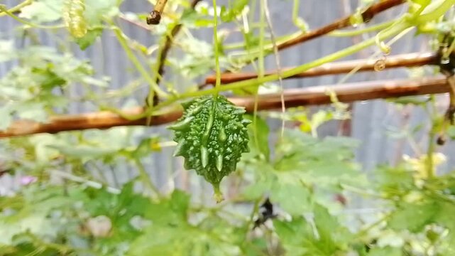 Fresh green bitter gourd hanging on a vine in the garden