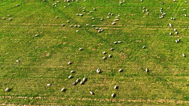Aerial view of white sheep grazing on green pastures in the hills.
