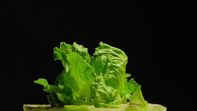 Macro time-lapse of a cabbage emerging and unfolding leaves in soft light.