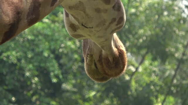 A giraffe lowers its long neck and head directly toward the camera in an extreme close-up shot, revealing detailed facial features including ossicones, large nostrils, and textured spotted fur.