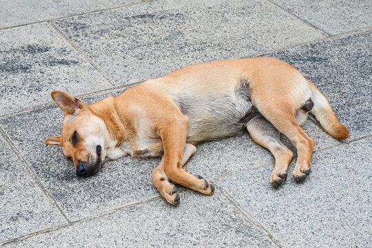 Cute red stray dog or local south asian street dog sleeping peacefully on a grey stone pavement outdoor in Da Nang City Quang Nam Vietnam