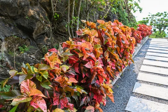 Acalypha wilkesiana copperleaf or jacobs coat red bushes family Euphorbiaceae along a stone pathway close up tropical plant in Da Nang City Vietnam
