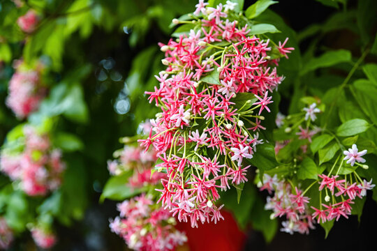 Beautiful combretum indicum rangoon creeper flowers blooming in dense pink clusters on a vine in tropical Vietnam garden