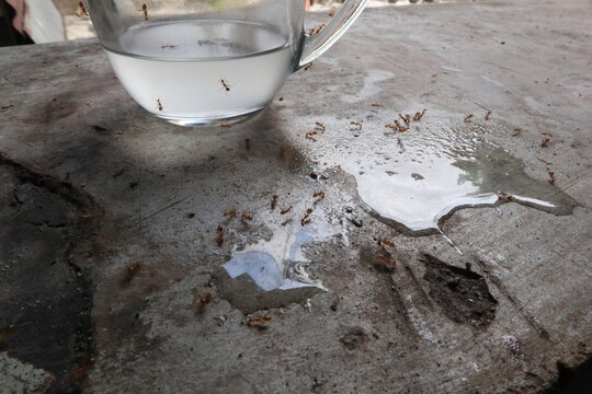 Small ants gathering around a glass cup containing a sweet liquid on a concrete floor. Insect foraging behavior and food attraction in a rural household setting.