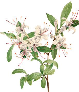 Azeleas