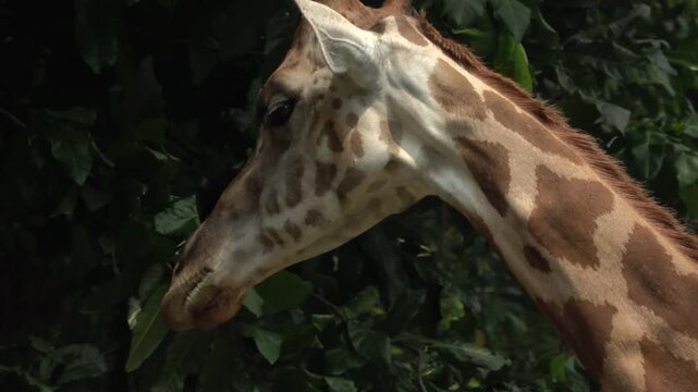 A detailed close-up footage of a Reticulated Giraffe (Giraffa camelopardalis reticulata) head and long neck, capturing the animal from multiple angles &mdash; ears perked, large dark eyes alert.