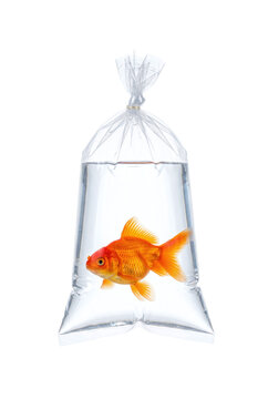 Goldfish swimming inside a water filled tied transparent plastic bag