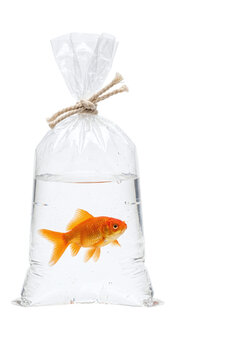 Single orange goldfish swimming inside a tied plastic bag