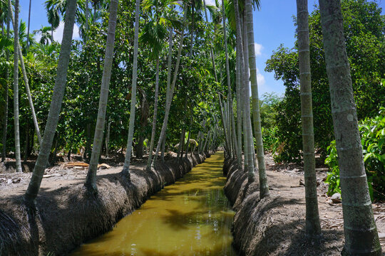 areca trees at groove canal