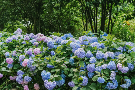 Bigleaf hydrangea, also known as Hydrangea macrophylla or hortensia, with dome-shaped blue and purple blooms lining a garden path amid lush cedar trees.