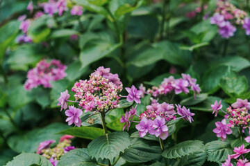 Fototapeta premium Close-up of pink hydrangea flowers blooming in early summer