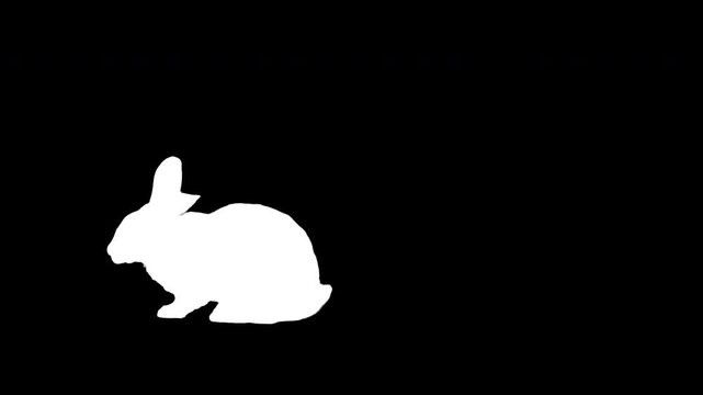 Rabbit walking and sitting on black background. Black and white for compositing and presentation. Alpha matte isolated.