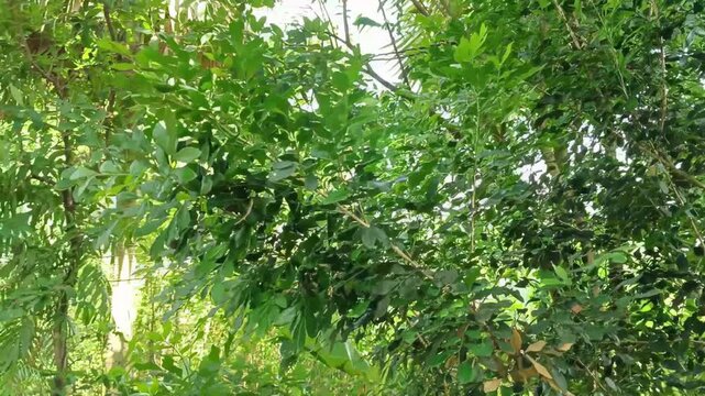 Lush green foliage of tropical tree in the garden,