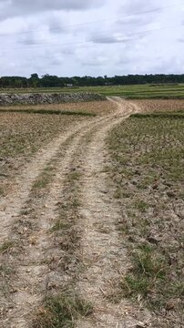 Winding dirt road in a dry harvested rice field